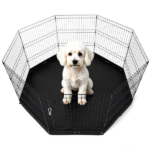 Dog House - Image 4