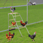 103*50*100cm Outdoor chicken perch - Image 7