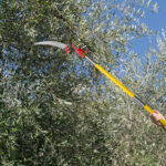 24ft Manual Pole Saw, Lightweight Tree Trimmers Long Handle Pruner Set, Sharp Steel Blade and Scissors Pole Saw for Trimming Palm, Pear Tree, Fir Tree, Other High Trees and Shrubs - Image 4