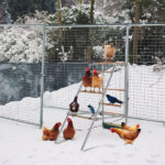 103*50*100cm Outdoor chicken perch - Image 3
