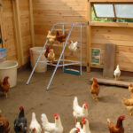 103*50*100cm Outdoor chicken perch - Image 5