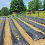 XISHAN 3'X300' Black HDPE 70 Gram Weed Barrier Fabric - Image 10