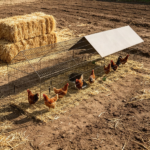 Chicken Coop - Image 6