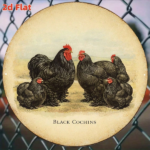 CIFbuy 1pc Black Cochin Chicken Vintage Decorative Sign 8x, "" Cochin Chicken Vintage, Vintage Decorative Sign 8x8in 2D Flat Round Plaque TikTok, Temu Self-pickup Logiaqics - Image 4