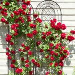 2 Pack 16" x 61" Rustproof Iron Garden Trellis - Image 6
