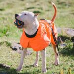 Dog Coats Small Waterproof,Warm Outfit Clothes Dog Jackets Small,Adjustable Drawstring Warm And Cozy Dog Sport Vest- orange size 2XL - Image 2