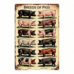 CIFbuy Vintage Pig Breeds Metal Sign 8x12 Inch Retro Distressed Wall Art 2D Flat Metal Poster For Home Garage Bar Cafe Restaurant Decor TikTok, TikTok, Self-pickup Logiopics