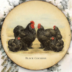 CIFbuy 1pc Black Cochin Chicken Vintage Decorative Sign 8x, "" Cochin Chicken Vintage, Vintage Decorative Sign 8x8in 2D Flat Round Plaque TikTok, Temu Self-pickup Logiaqics - Image 2