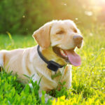 Electric Dog Fence System Pet Tone Shock Boundary Containment Water Resistant Collar Receiver For Small Medium Large Dog - Image 3