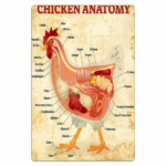 CIFbuy 1pc Classic Chicken Anatomy Metal Tin Sign 8x12 Inch, Inch, Vintage Retro Unframed Iron Wall Art, Oblong Horizontal Plaque For Home Ba ikTok, ikTok, ll Art Self-chckup Logiop Bad Iron - Image 8