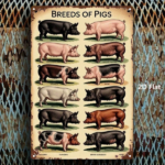 CIFbuy Vintage Pig Breeds Metal Sign 8x12 Inch Retro Distressed Wall Art 2D Flat Metal Poster For Home Garage Bar Cafe Restaurant Decor TikTok, TikTok, Self-pickup Logiopics - Image 3
