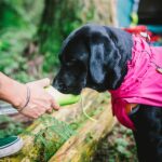 Dog Car Seat - Image 12