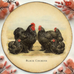 CIFbuy 1pc Black Cochin Chicken Vintage Decorative Sign 8x, "" Cochin Chicken Vintage, Vintage Decorative Sign 8x8in 2D Flat Round Plaque TikTok, Temu Self-pickup Logiaqics - Image 6