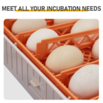56H 56-Egg Incubator 110V 85W, Fully Automatic Turner, Upgraded LED Candler, Auto Temp & Humidity Control (Fahrenheit Display), ABS+PET Orange-White Body Clear Lid, Multi-Function Strip Egg Tray (US Plug) - Image 11